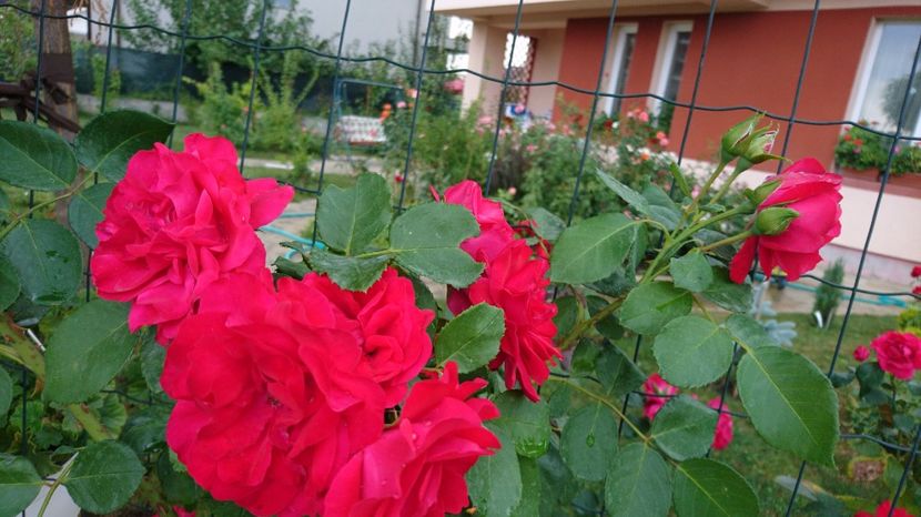  - Gradina august 2017