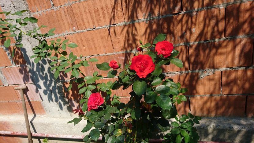  - Gradina august 2017