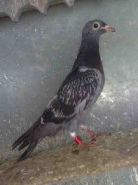 221 - X-Porumbei vinduti