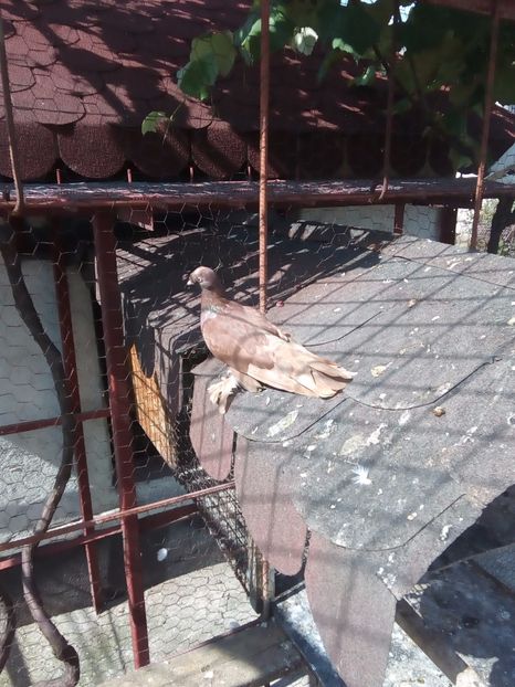  - Aspecte Iulie-August 2017