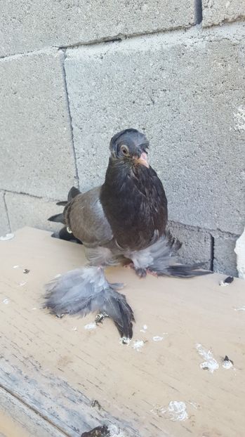  - Albastru cu ciocul alb