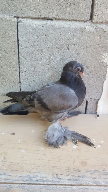  - Albastru cu ciocul alb