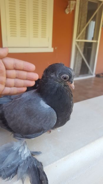  - Albastru cu ciocul alb