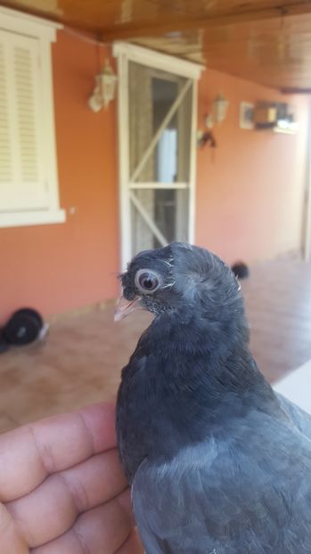  - Albastru cu ciocul alb