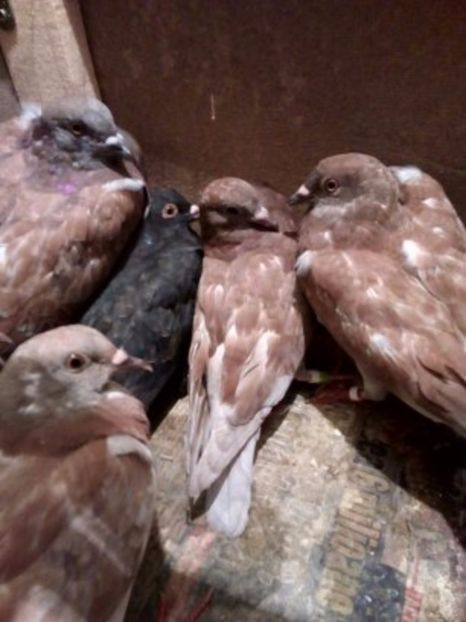  - Am gasit Gutani Rosii Porumbaci pe rosu si Argintii