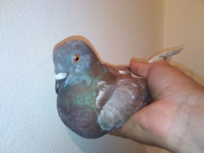  - Am gasit Gutani Rosii Porumbaci pe rosu si Argintii