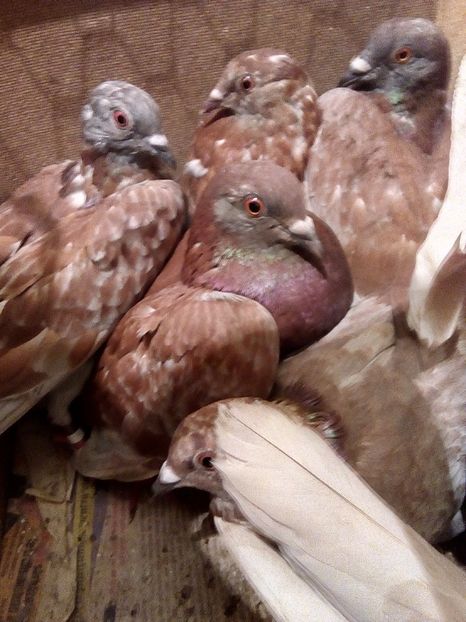  - Am gasit Gutani Rosii Porumbaci pe rosu si Argintii