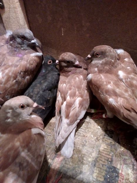  - Am gasit Gutani Rosii Porumbaci pe rosu si Argintii