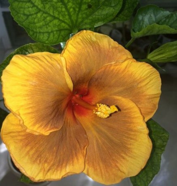 bandit -35 lei - lastari de vanzare