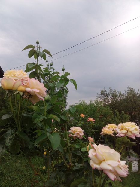  - TRANDAFIRI 2017_2018