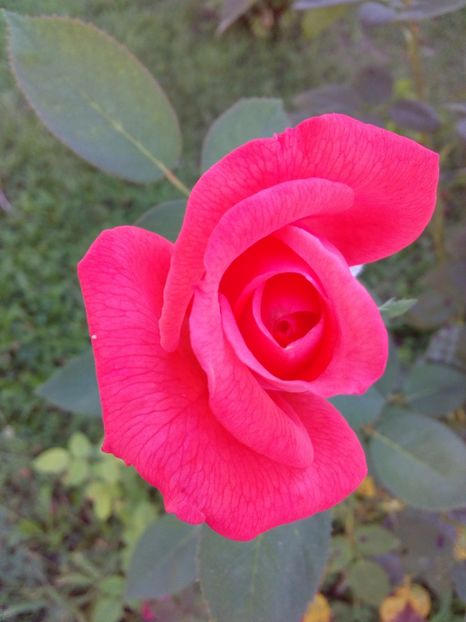  - TRANDAFIRI 2017_2018