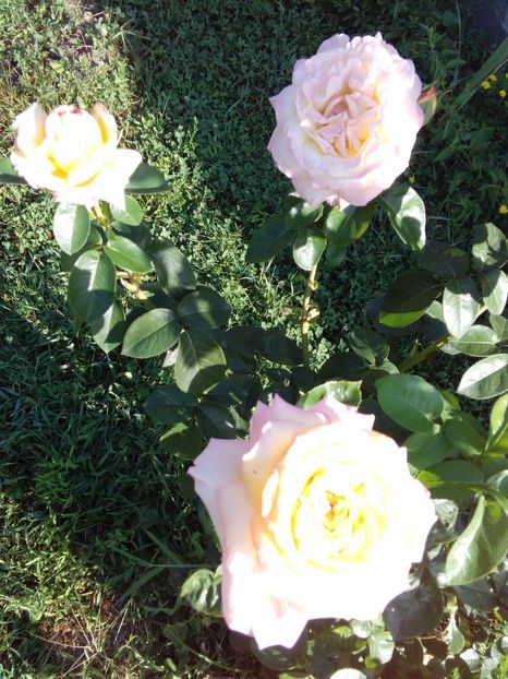  - TRANDAFIRI 2017_2018