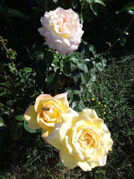  - TRANDAFIRI 2017_2018