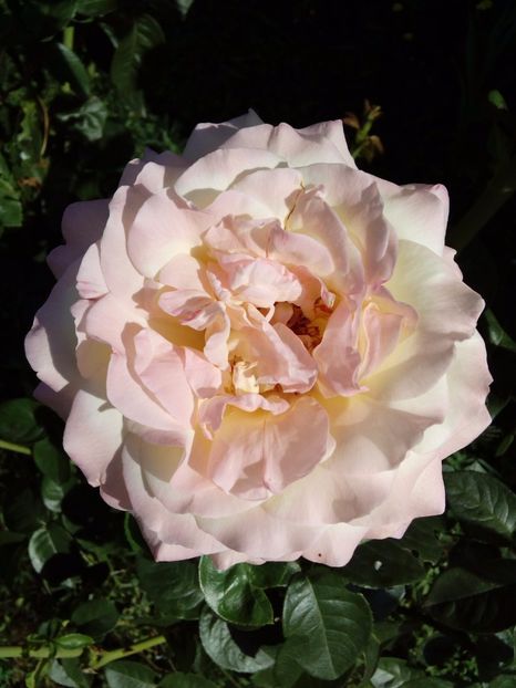  - TRANDAFIRI 2017_2018