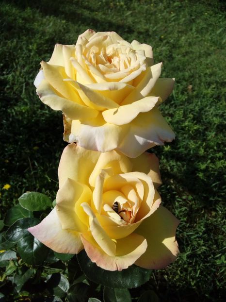  - TRANDAFIRI 2017_2018