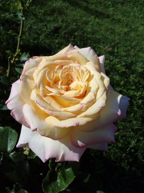  - TRANDAFIRI 2017_2018