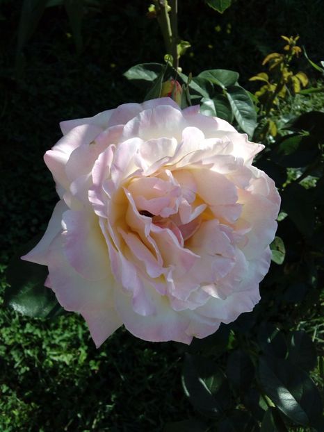  - TRANDAFIRI 2017_2018