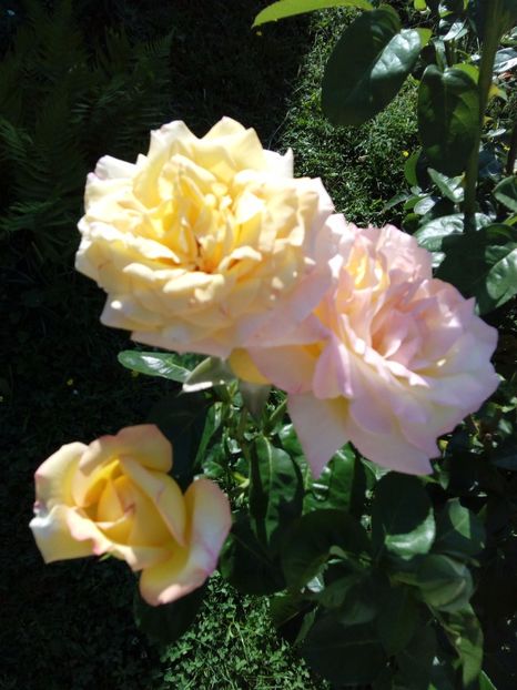  - TRANDAFIRI 2017_2018