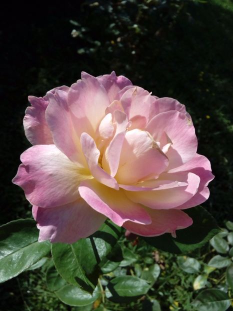  - TRANDAFIRI 2017_2018