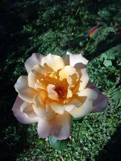  - TRANDAFIRI 2017_2018