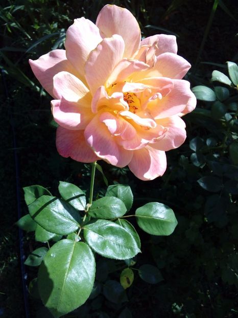  - TRANDAFIRI 2017_2018