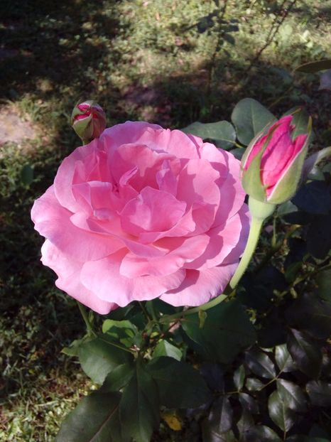  - TRANDAFIRI 2017_2018