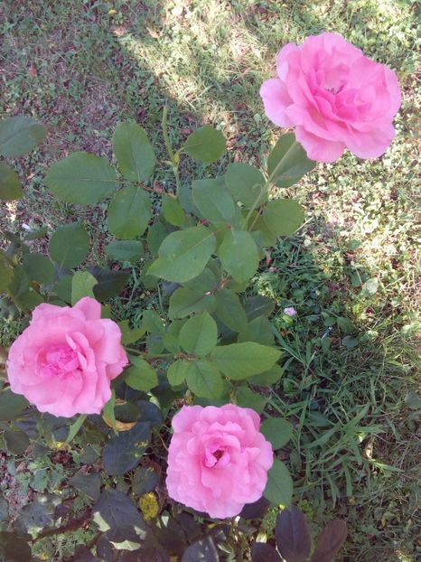  - TRANDAFIRI 2017_2018