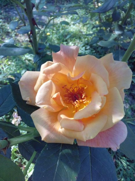  - TRANDAFIRI 2017_2018