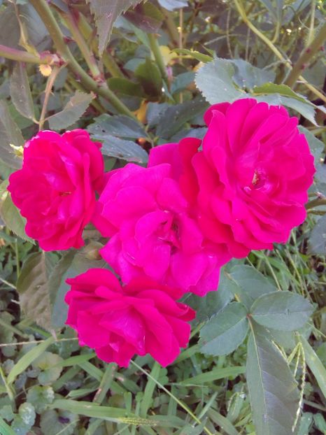  - TRANDAFIRI 2017_2018