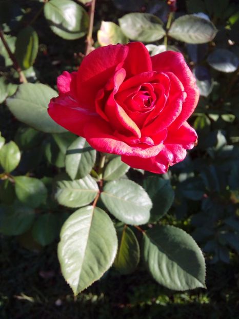  - TRANDAFIRI 2017_2018