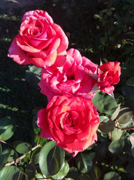  - TRANDAFIRI 2017_2018