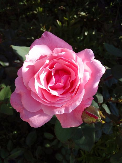  - TRANDAFIRI 2017_2018