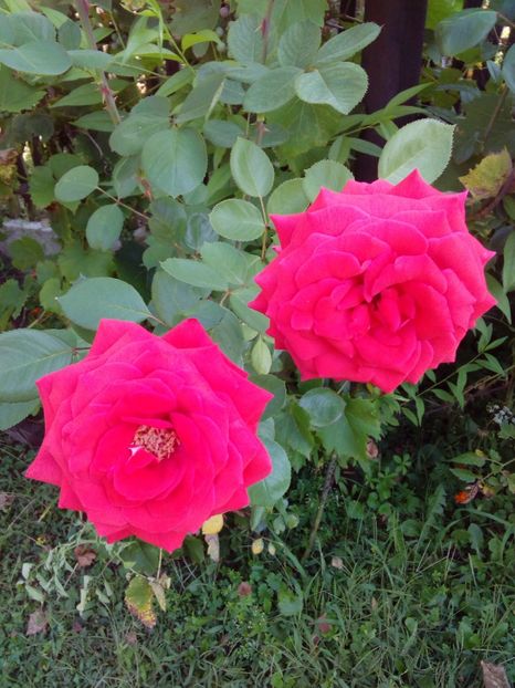  - TRANDAFIRI 2017_2018