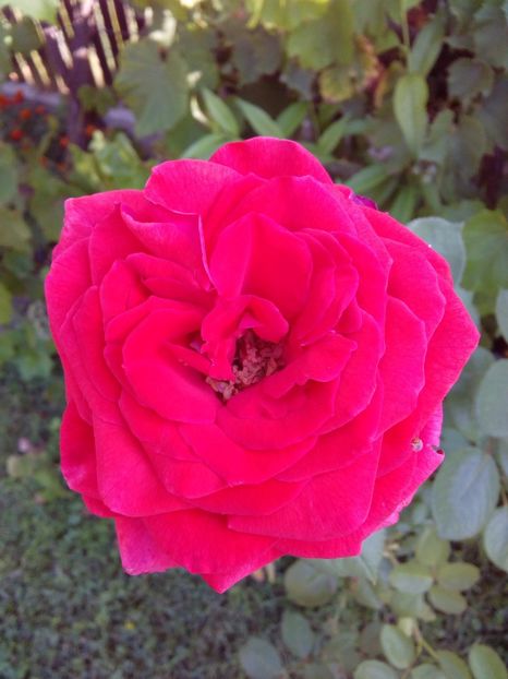  - TRANDAFIRI 2017_2018