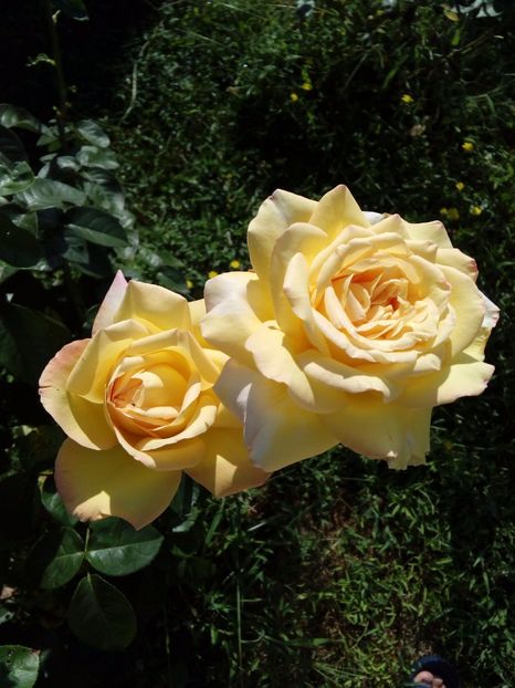  - TRANDAFIRI 2017_2018