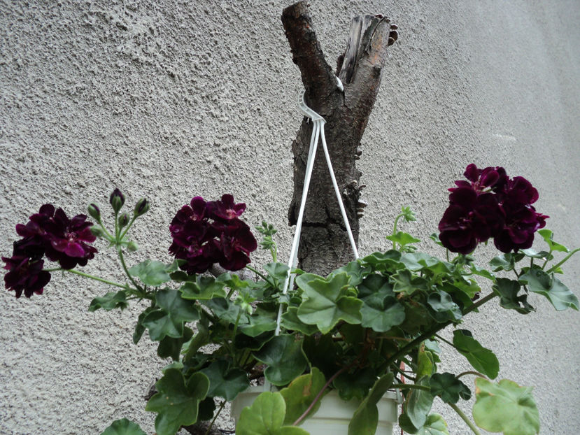  - Muscate 2017-2018- 2019-2020-2023-2024 - 2025