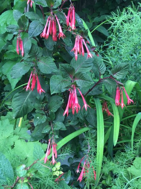 Gartenmeister - Fucsii