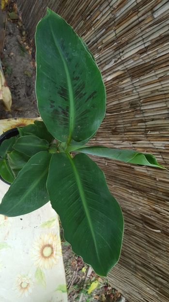  - bananier Musa paradisiaca