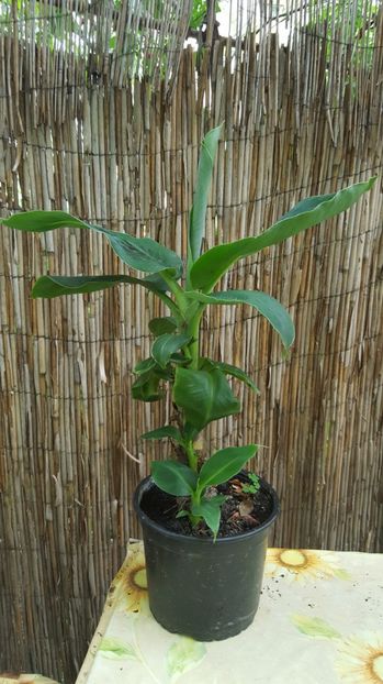  - bananier Musa paradisiaca