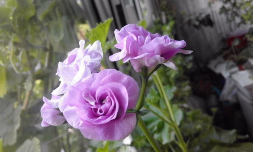  - Continuare la albumul Flori 2017