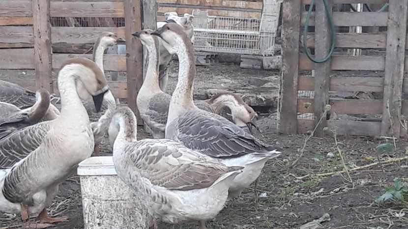  - 3 Boboci de gasca Africana 2017