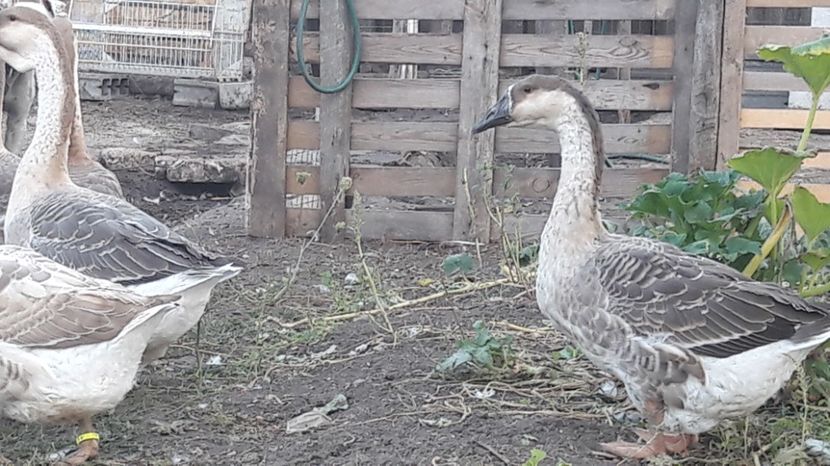 E - 3 Boboci de gasca Africana 2017