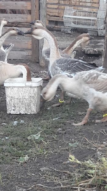  - 3 Boboci de gasca Africana 2017