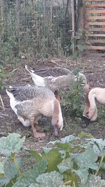  - 3 Boboci de gasca Africana 2017