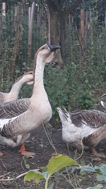  - 3 Boboci de gasca Africana 2017