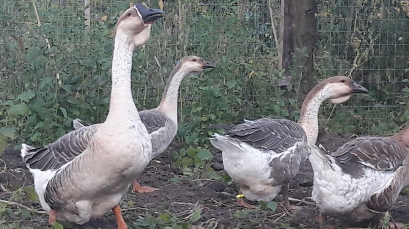  - 3 Boboci de gasca Africana 2017