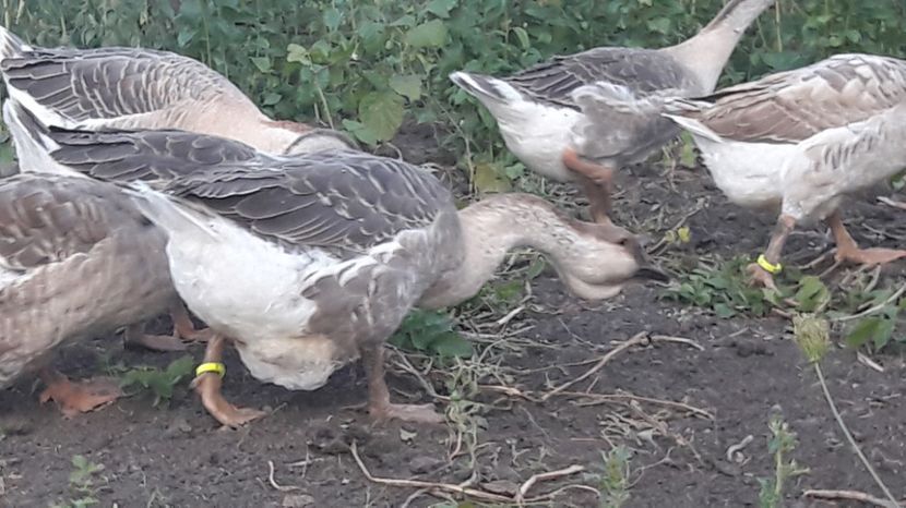  - 3 Boboci de gasca Africana 2017