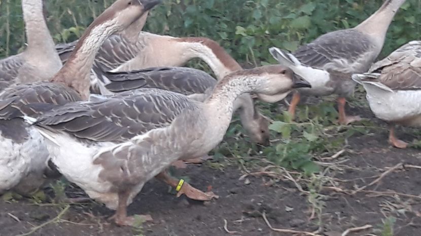  - 3 Boboci de gasca Africana 2017