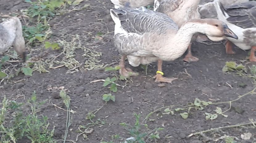  - 3 Boboci de gasca Africana 2017