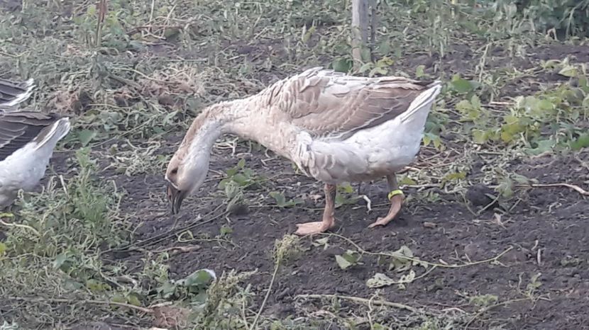  - 3 Boboci de gasca Africana 2017